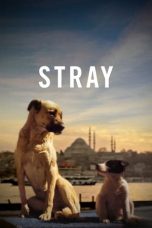 Nonton film Stray (2020) subtitle indonesia
